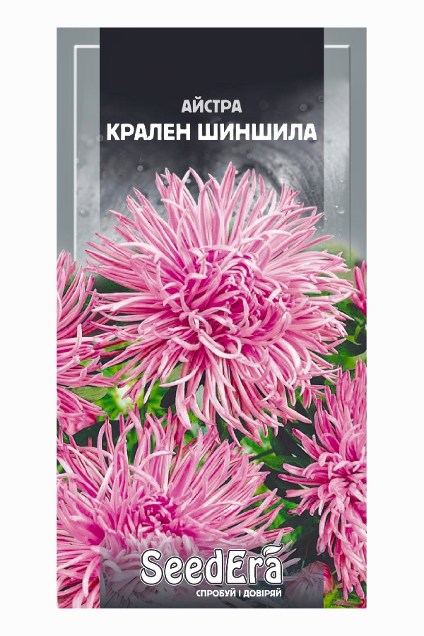 Aster Kralen Chinchilla Flower Seeds, 0.25 g, Seedera