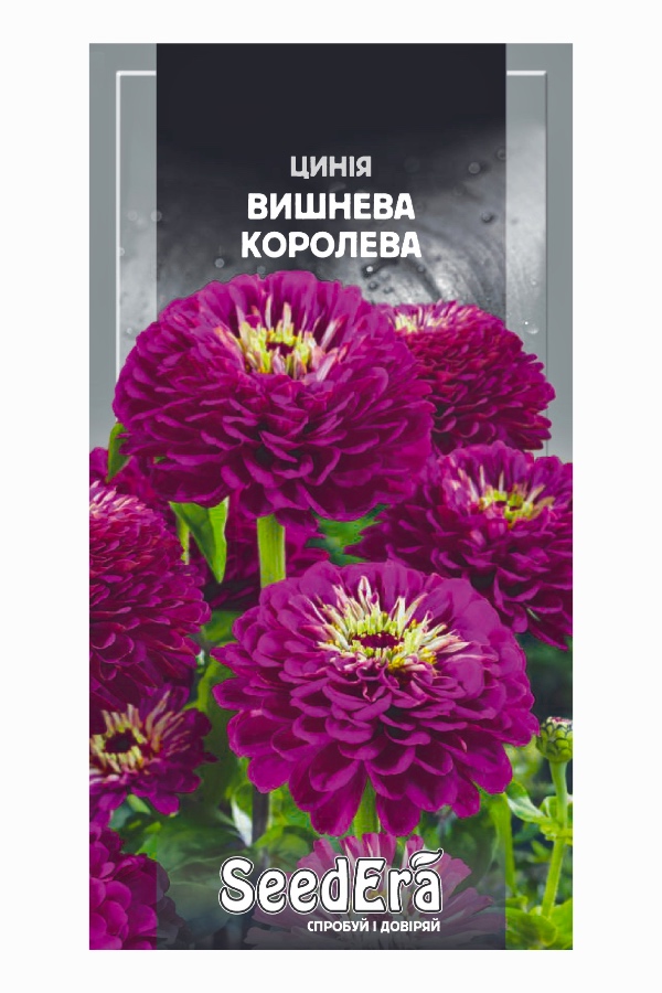 Насіння квітів Цинія Вишнева Королева, 0.5 г, Seedera | Семена цветов Циния Вишневая Королева, 0.5 г, Seedera
