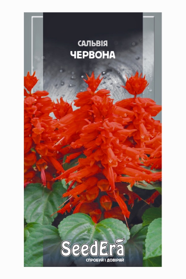 Насіння квітів Сальвія Червона, 0.1 г, Seedera | Семена цветов Сальвия Красная, 0.1 г, Seedera