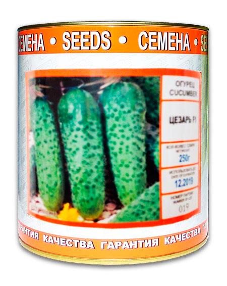 Caesar F1 Cucumber Seeds, Coated, 250 g