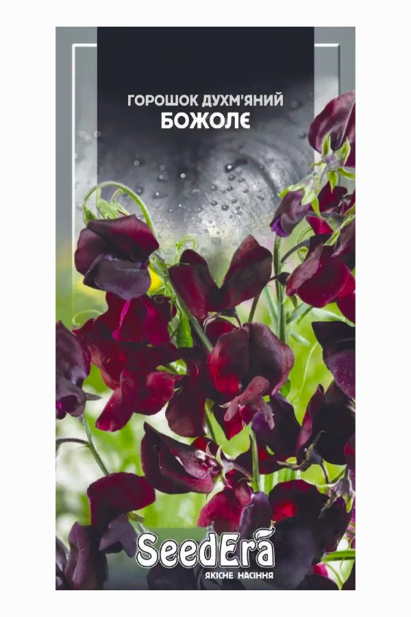 Fragrant White Pea Flower Seeds, 1 g, Seedera