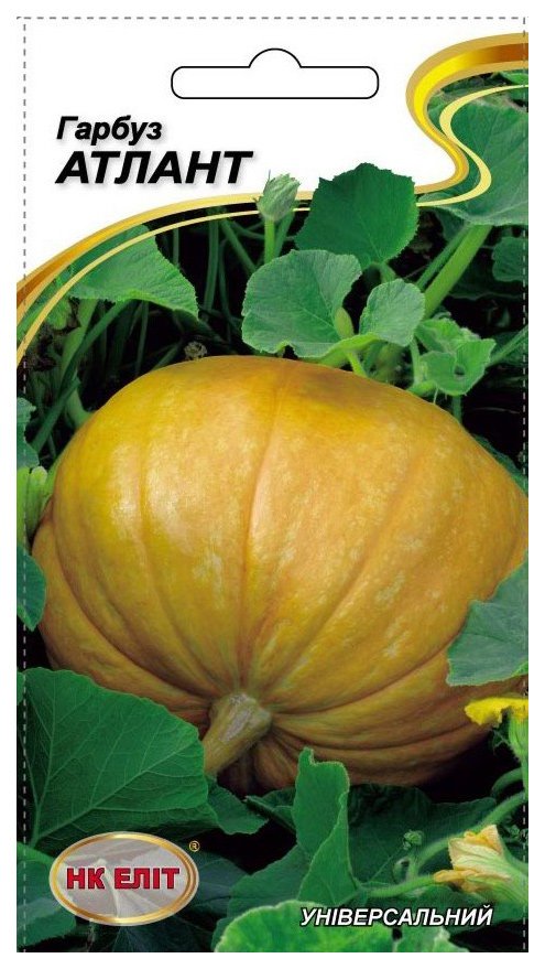 Atlant pumpkin seeds, 10 pcs