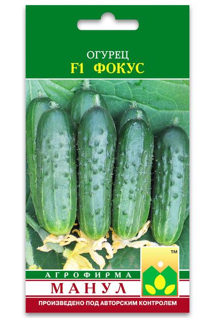 Focus F1 Cucumber Seeds, 12 seeds