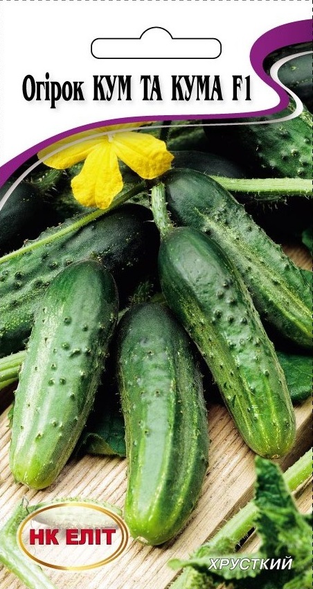 Kum and Kuma F1 Cucumber Seeds, 15 pcs
