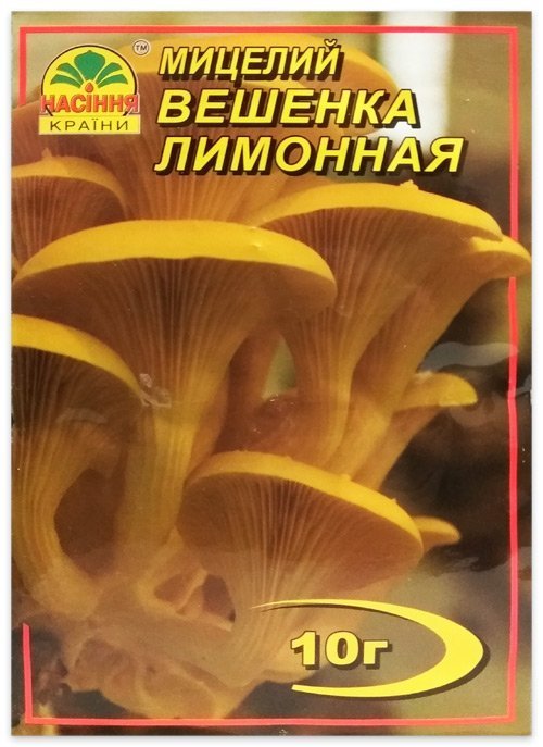 Lemon Oyster Mushroom Mycelium, 10 g