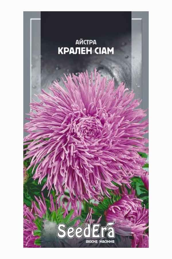 Aster Kralen Siam Flower Seeds, 0.25 g, Seedera