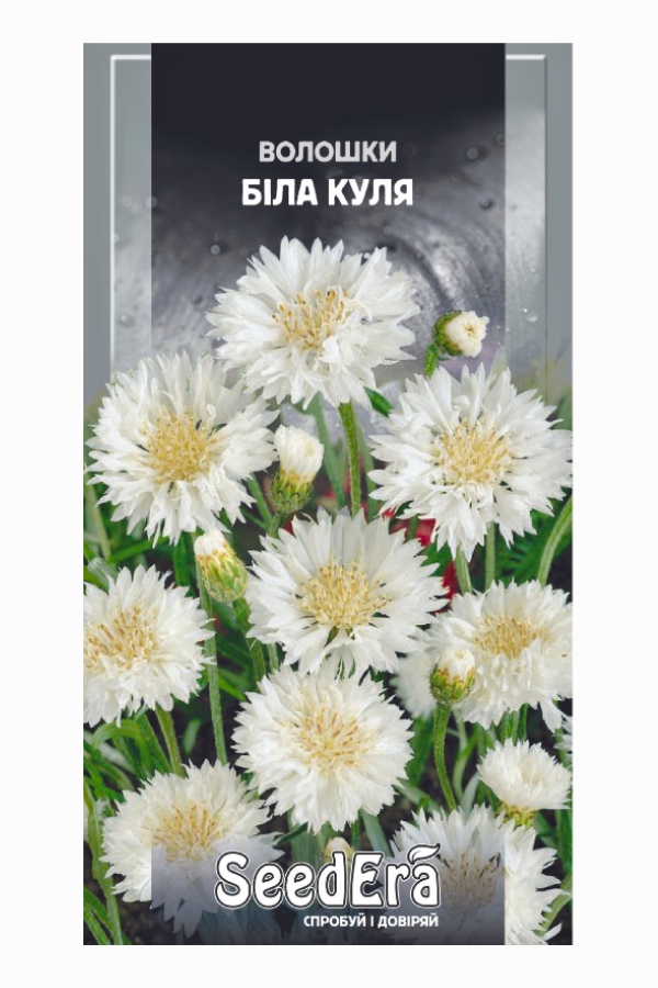 Cornflower White Ball Flower Seeds, 0.5 g, Seedera
