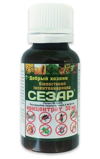 Caesar 30 ml