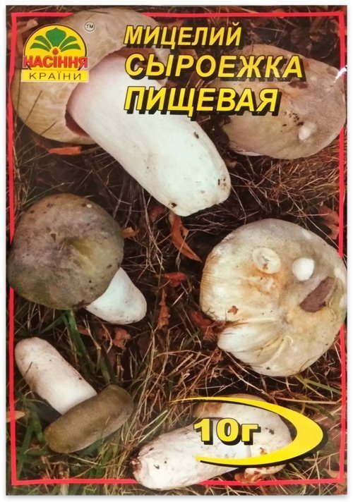 Edible Milk Cap mushroom mycelium, 10 g