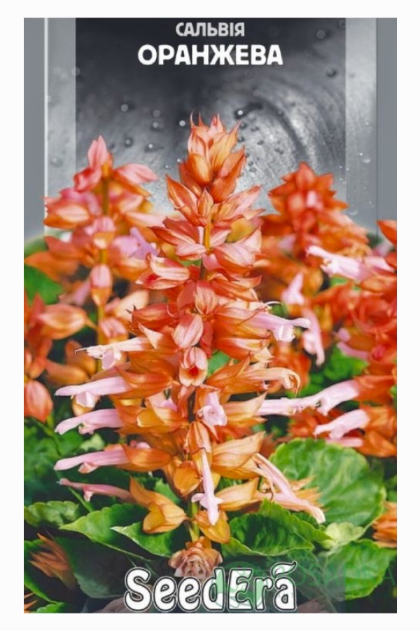 Насіння квітів Сальвія Оранжева, 0.2 г, Seedera | Семена цветов Сальвия Оранжевая, 0.2 г, Seedera