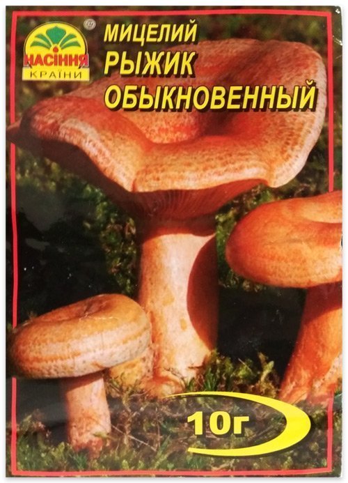 Common Chanterelle mushroom mycelium, 10 g