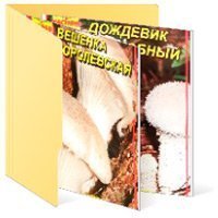 Міцелій грибів