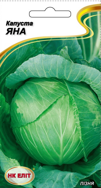 Yana Cabbage Seeds, 1 g