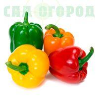 Насіння перцю