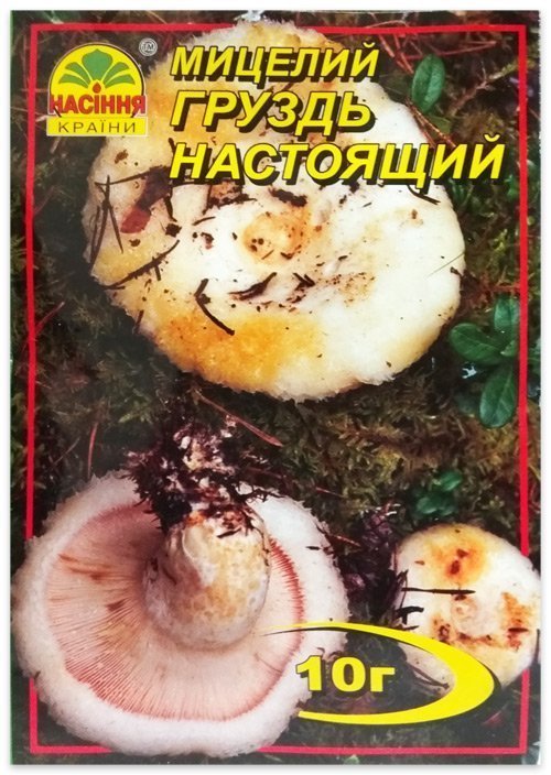 True Boletus mushroom mycelium, 10 g