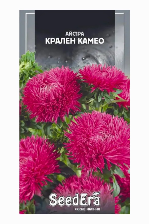Aster Kralen Camo Flower Seeds, 0.25 g, Seedera