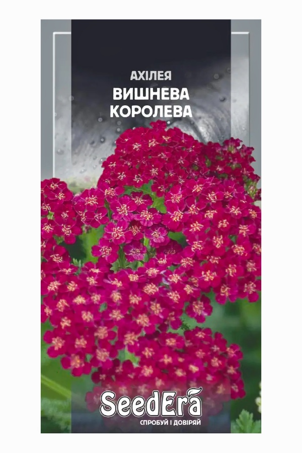 Насіння квітів Ахілея Вишнева Королева, 0.1 г, Seedera | Семена цветов Ахиллея Вишневая Королева, 0.1 г, Seedera