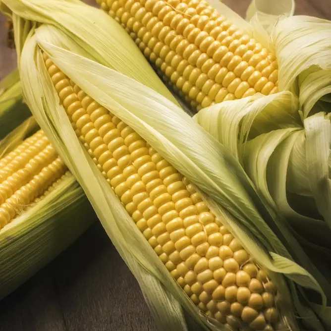 Tyson F1 corn seeds, 20 seeds, Syngenta (Netherlands)