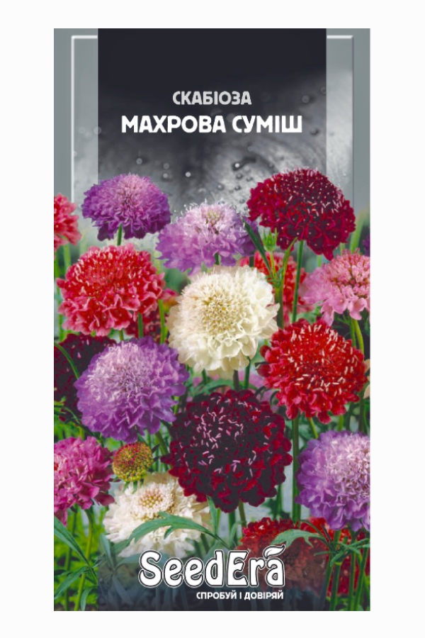Scabiosa Terry Mix Flower Seeds, 0.1 g, Seedera