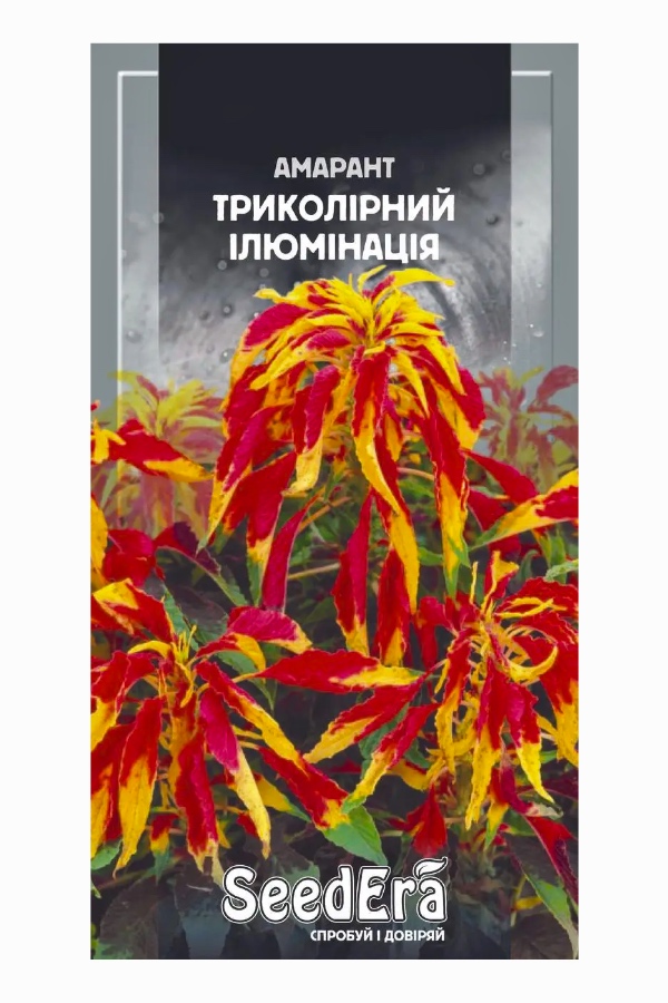 Amaranth Tricolor Illumination Flower Seeds, 0.3 g, Seedera