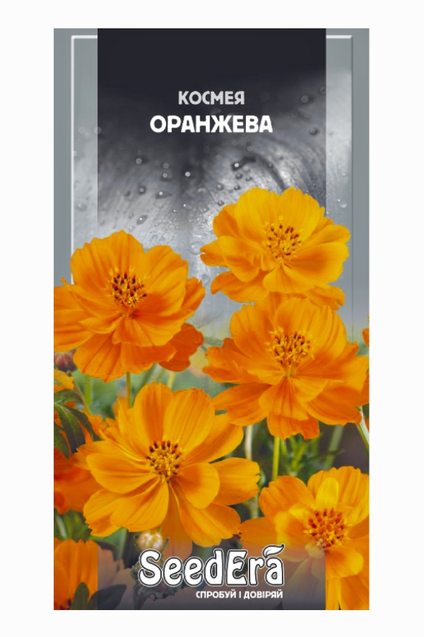 Cosmos Orange Flower Seeds, 0.5 g, Seedera