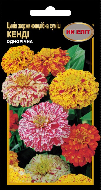 Cineraria Candy Mix Flower Seeds, 0.5 g