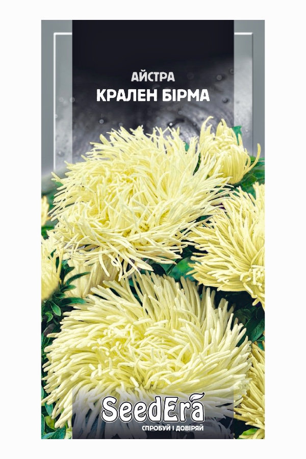 Aster Kralen Burma Flower Seeds, 0.25 g, Seedera