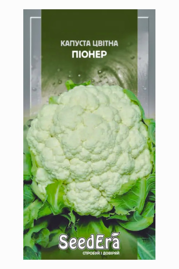 Pioneer Cabbage Seeds, 0.3 g, Seedera