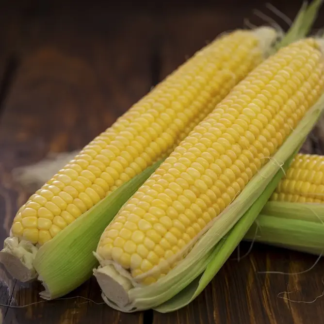 Семена кукурузы Форвард F1, 15 семян Lark Seeds (США)