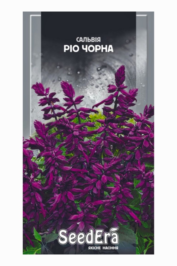 Salvia Rio Black Flower Seeds, 0.2 g, Seedera