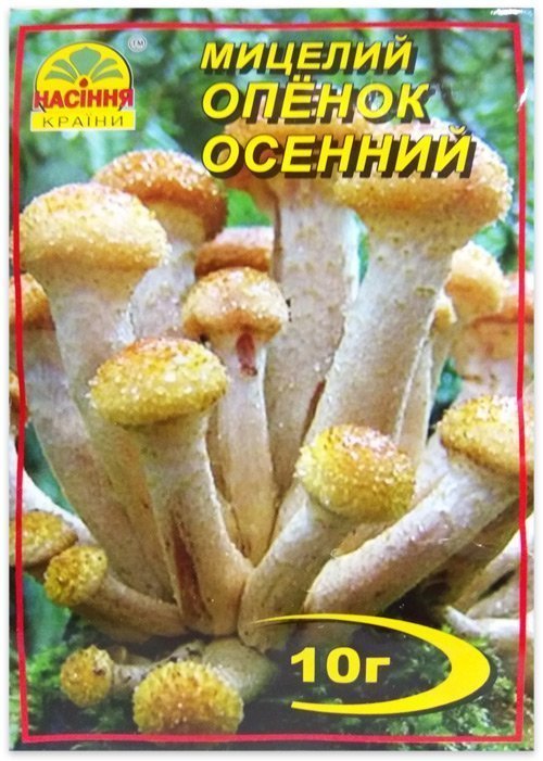 Мицелий гриба Опенок Осенний, 10 г