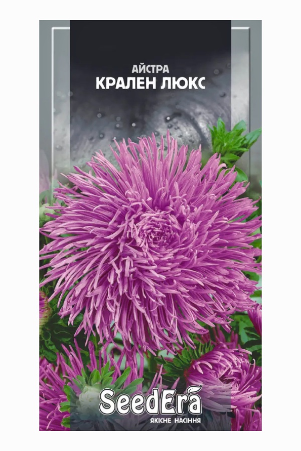 Aster Kralen Lux Flower Seeds, 0.25 g, Seedera