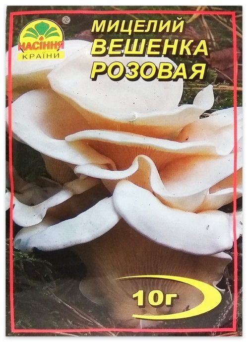 Pink Oyster Mushroom Mycelium, 10 g