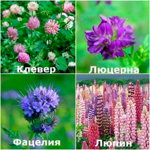 Насіння сидератів