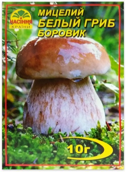 White Boletus mushroom mycelium, 10 g