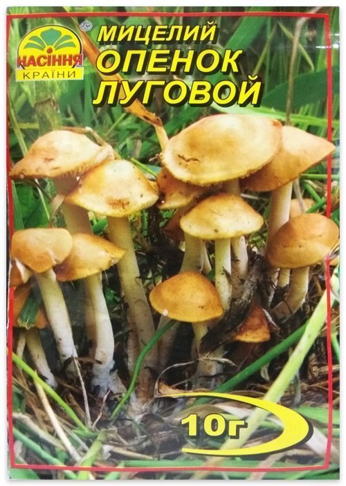 Мицелий гриба Опенок Луговой, 10 г