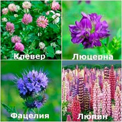 Насіння сидератів